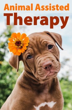 Animal Assisted Therapy